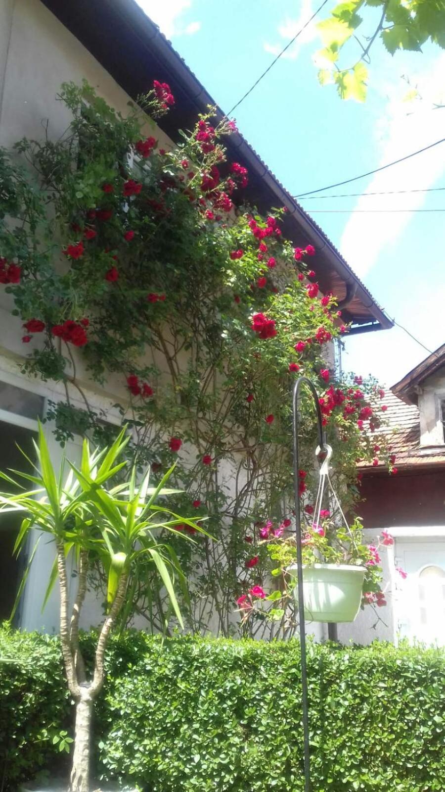 Modern&Cozy Bosnian House With Garden+Free Parking Hotel Sarajevo Kamer foto